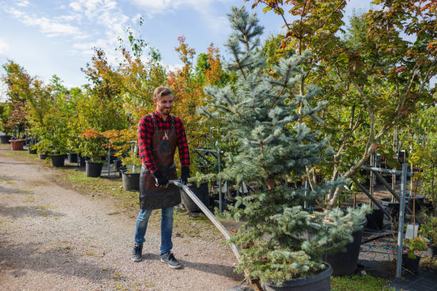 How Our Tree Care Process Works  in  Cementon, PA